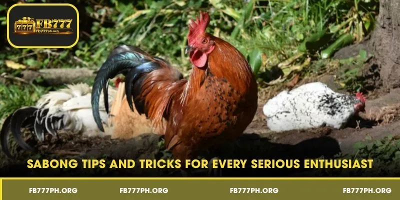 Sabong Tips and Tricks for Every Serious Enthusiast